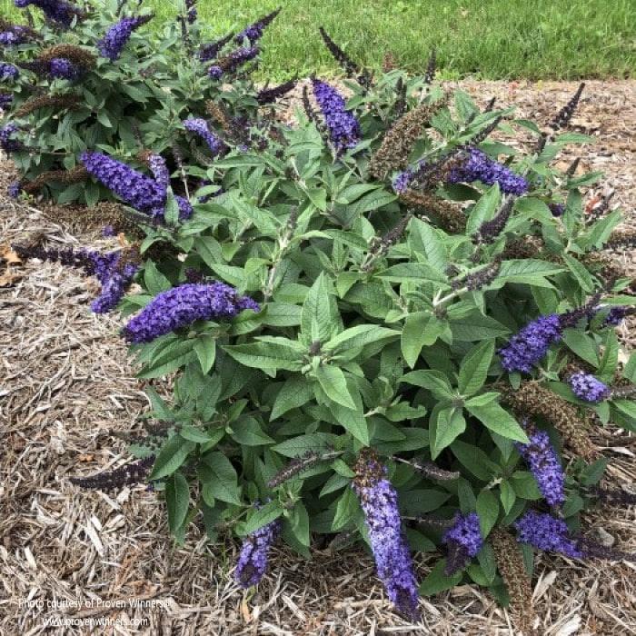 Buddleia Davidii 'pugster Blue' - View 3 from www redcrocus com