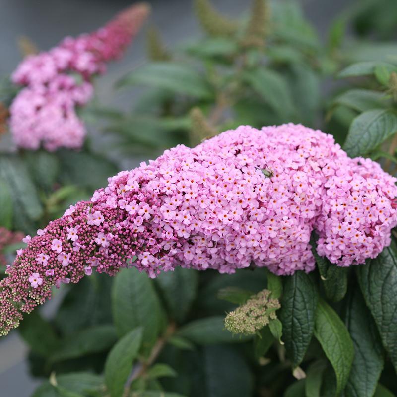 Buddleia Davidii 'pugster Pinker' - View 2 from www redcrocus com