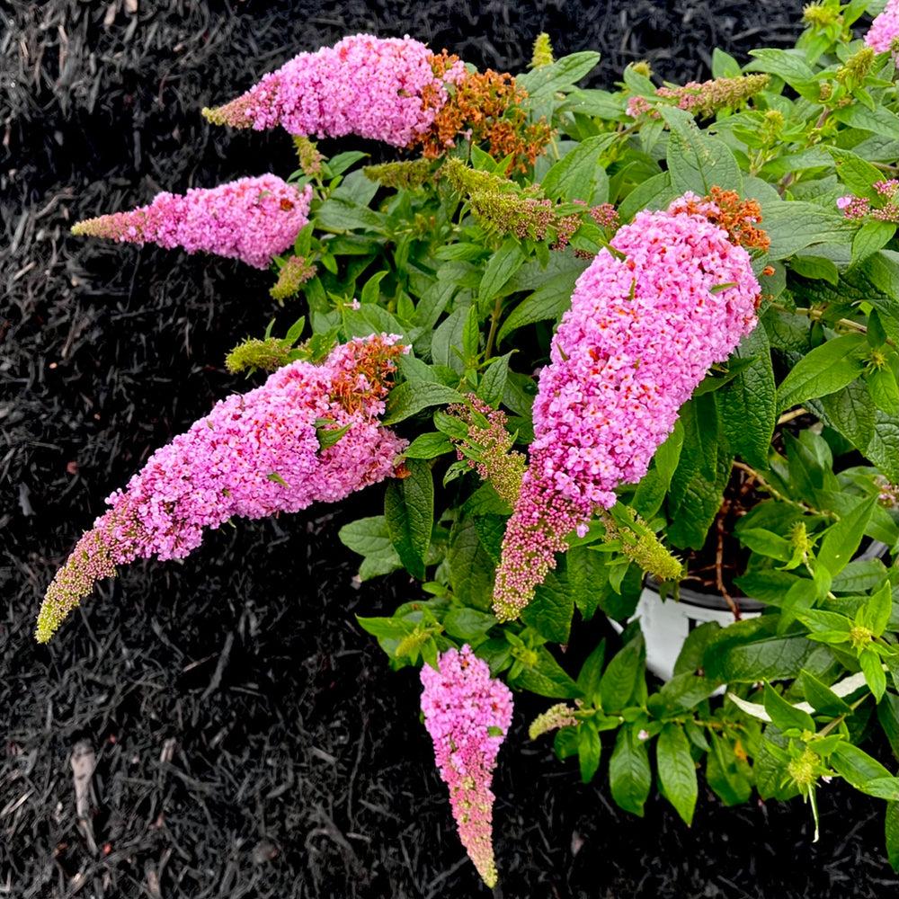Buddleia Davidii 'pugster Pinker' - View 36 from www redcrocus com