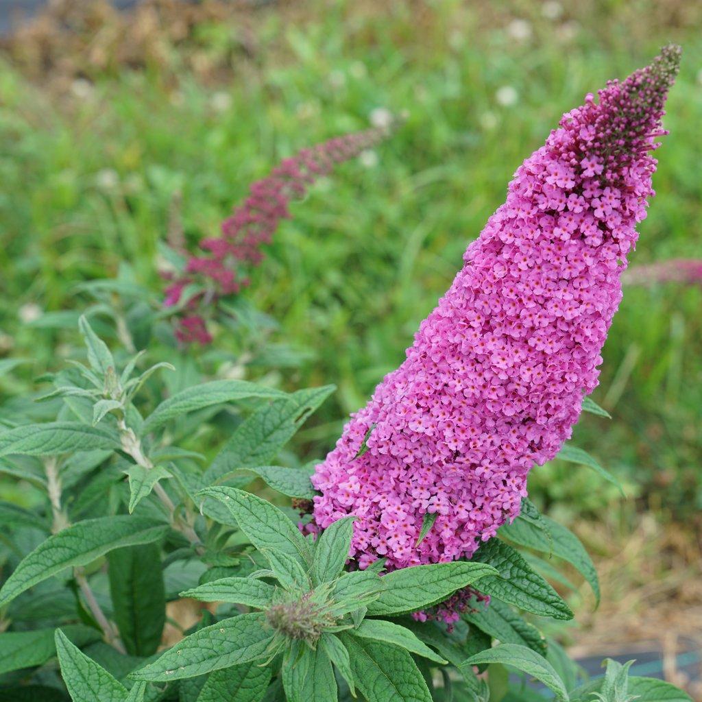 Buddleia Davidii 'pugster Pinker' - View 3 from www redcrocus com