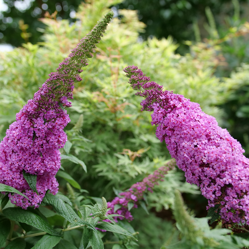 Buddleia Davidii 'pugster Pinker' - View 6 from www redcrocus com