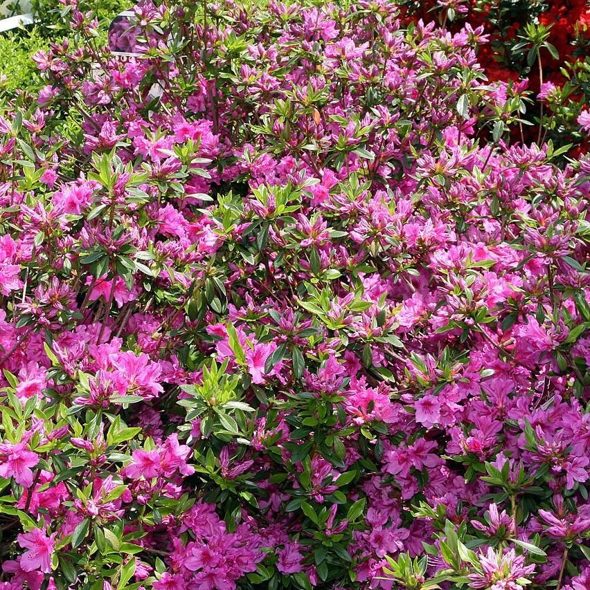 Azalea Karen - View 10 from www redcrocus com