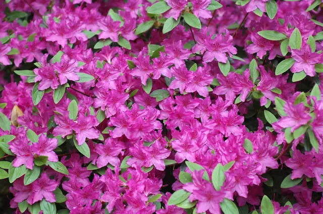 Azalea Karen - View 11 from www redcrocus com