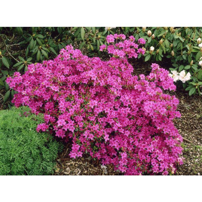Azalea Karen - View 13 from www redcrocus com