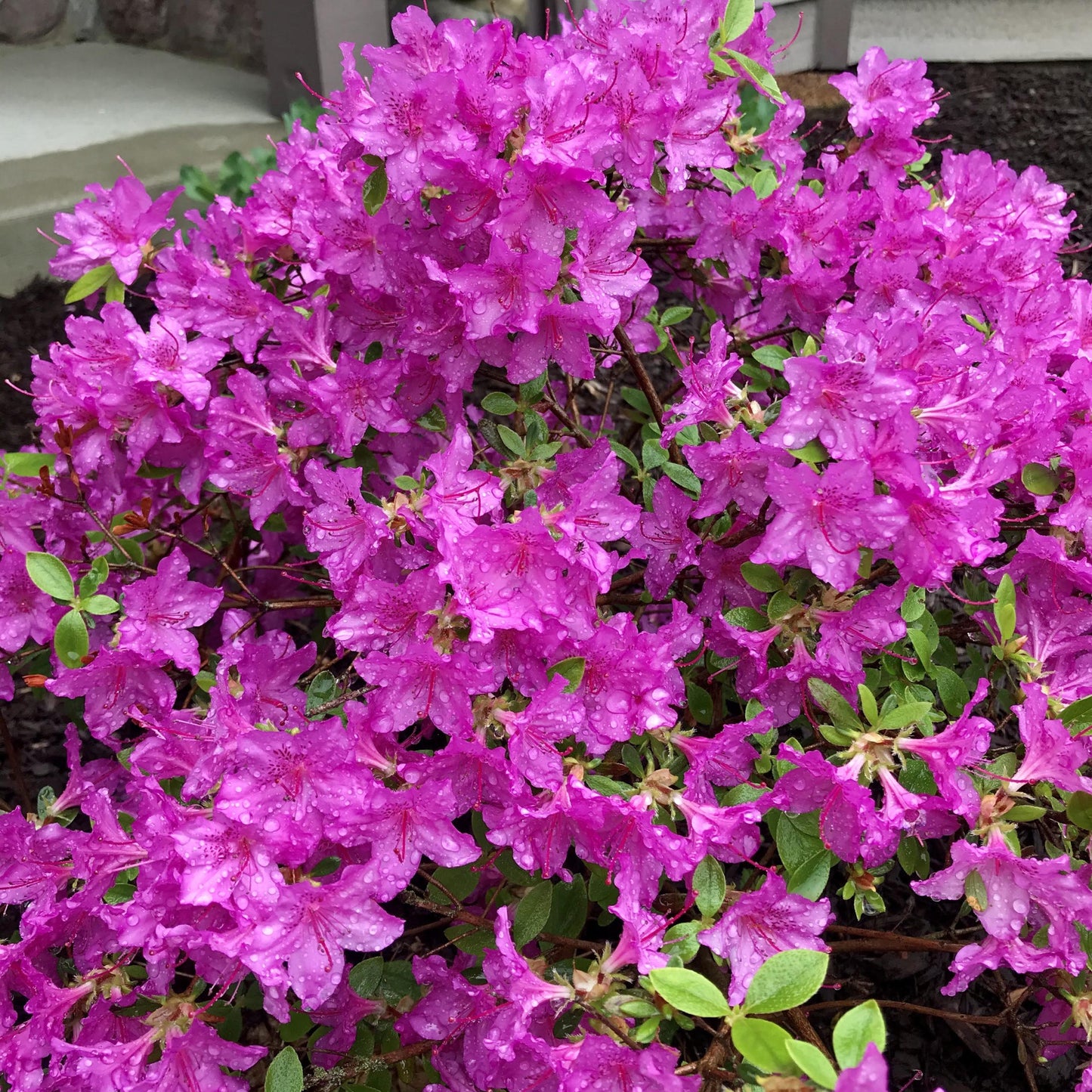 Azalea Karen - View 14 from www redcrocus com