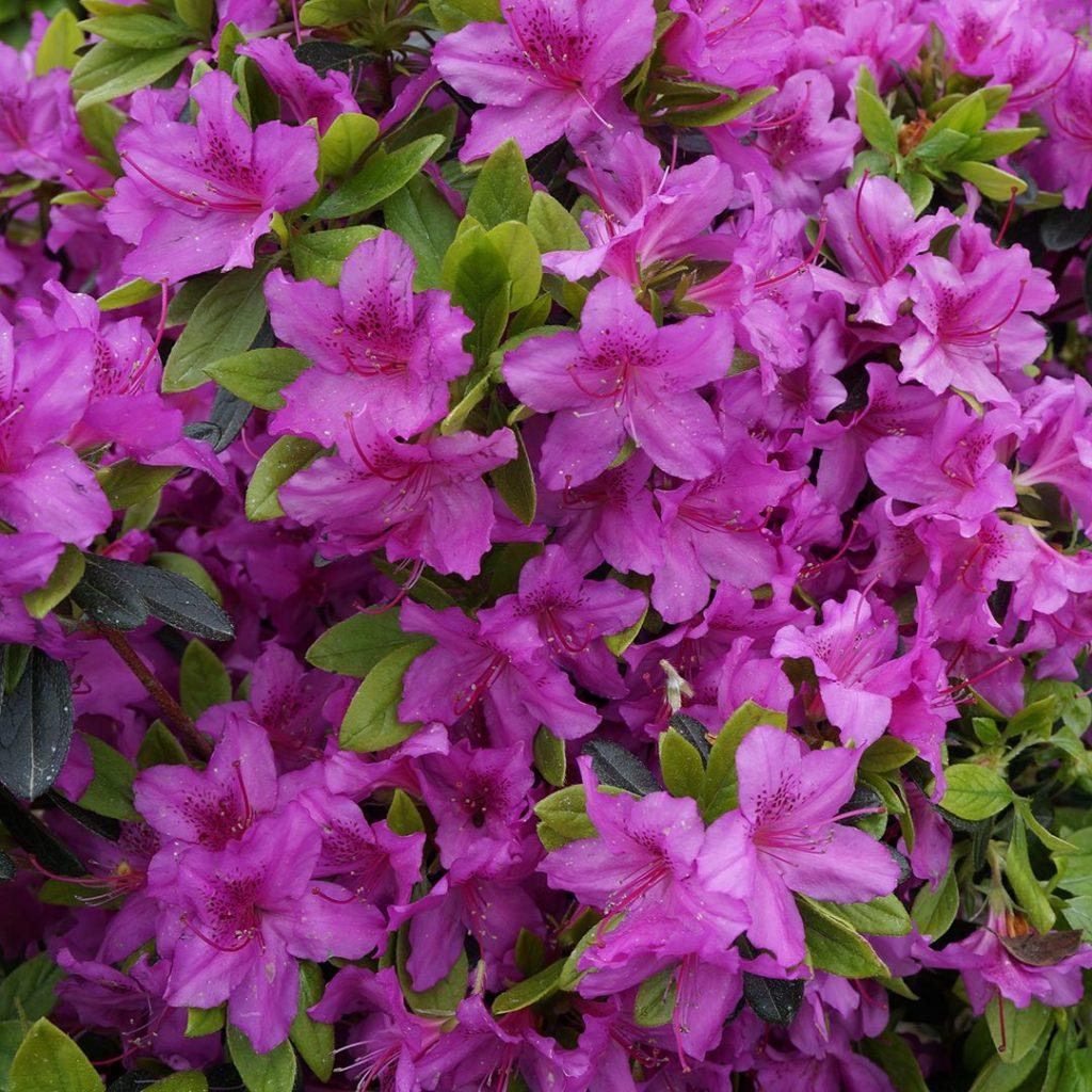 Azalea Karen - View 16 from www redcrocus com