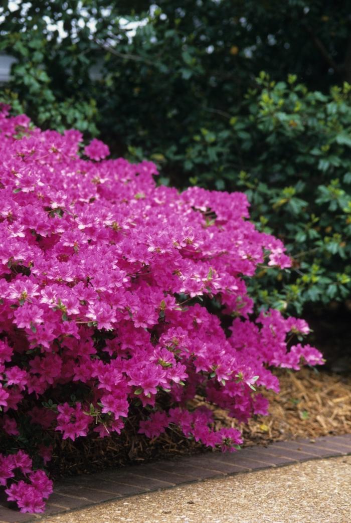 Azalea Karen - View 18 from www redcrocus com