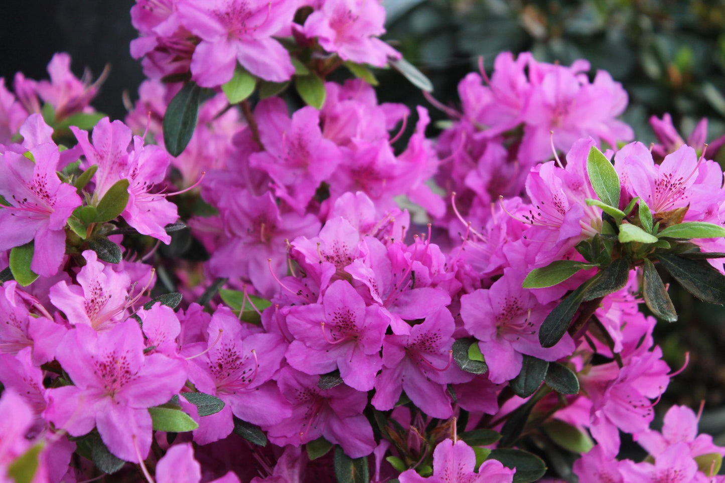 Azalea Karen - View 2 from www redcrocus com