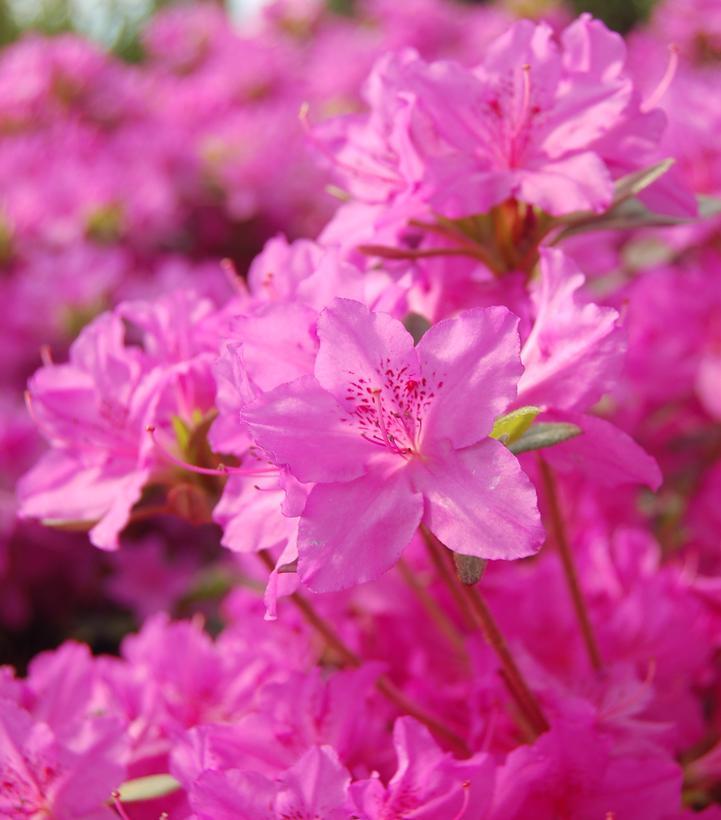Azalea Karen - View 3 from www redcrocus com