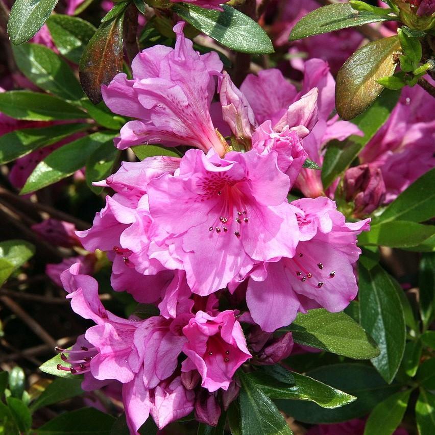 Azalea Karen - View 6 from www redcrocus com