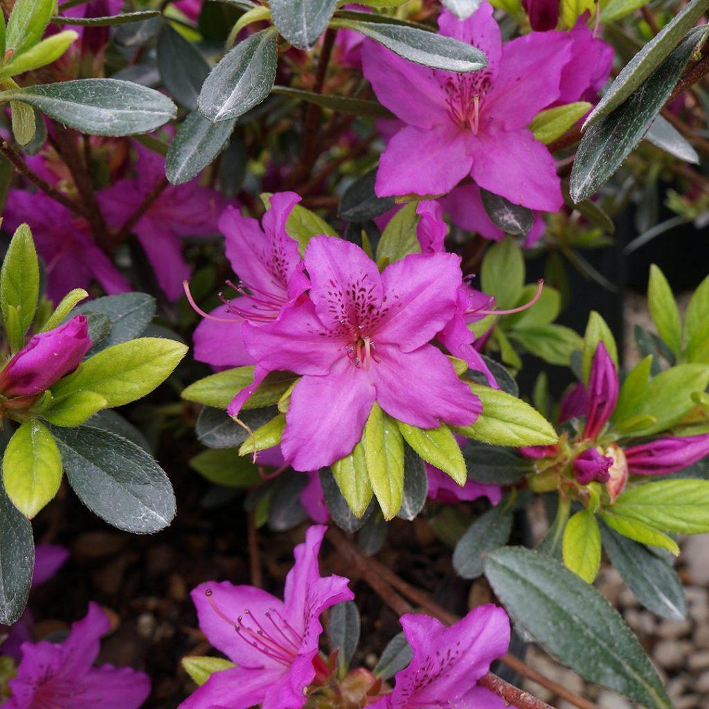 Azalea Karen - View 8 from www redcrocus com