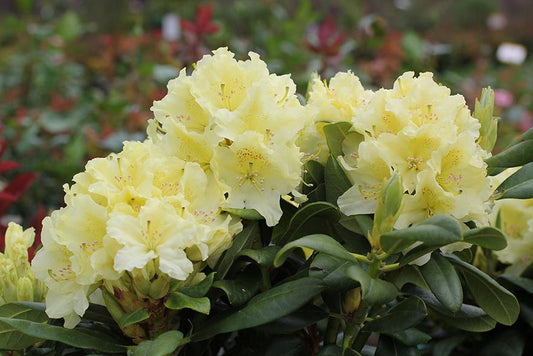 Rhododendron Capistrano - View 11 from www redcrocus com