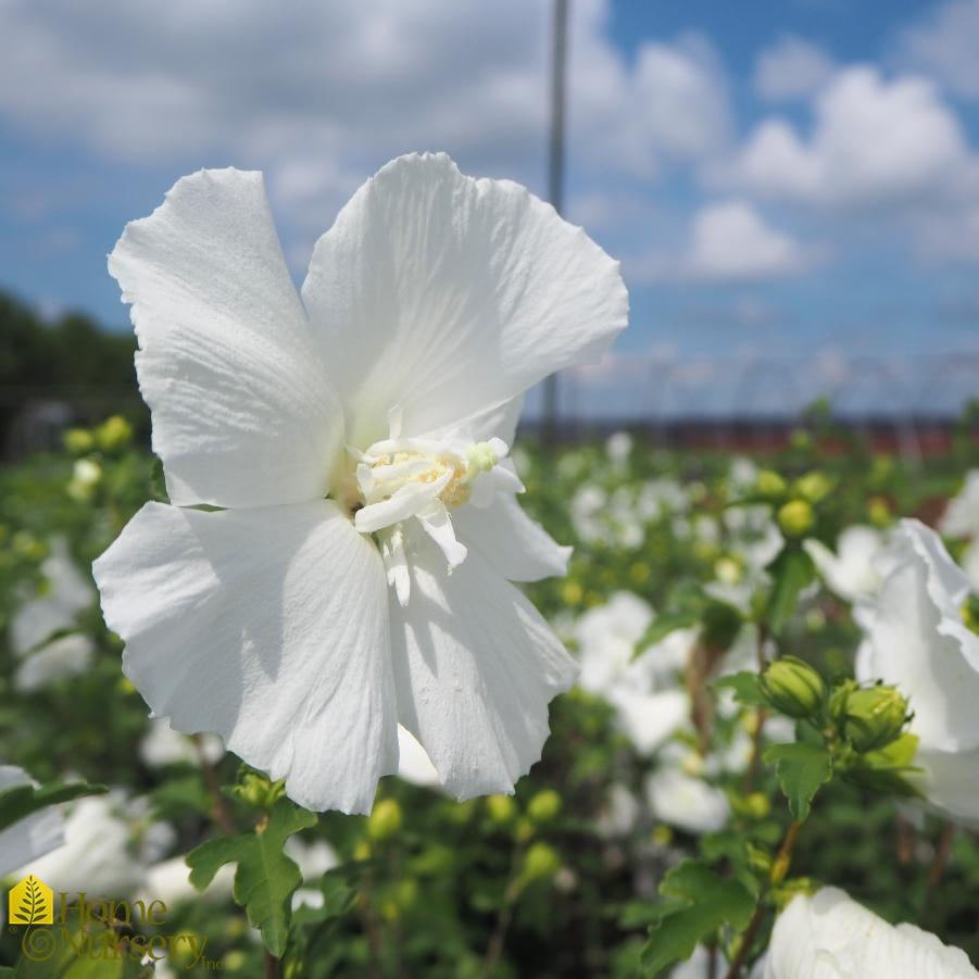 Hibiscus Syriacus White Chiffon - View 15 from www redcrocus com