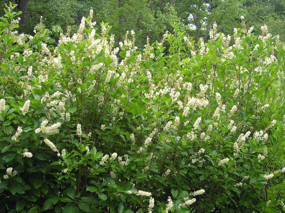 Clethra Alnifolia - View 12 from www redcrocus com