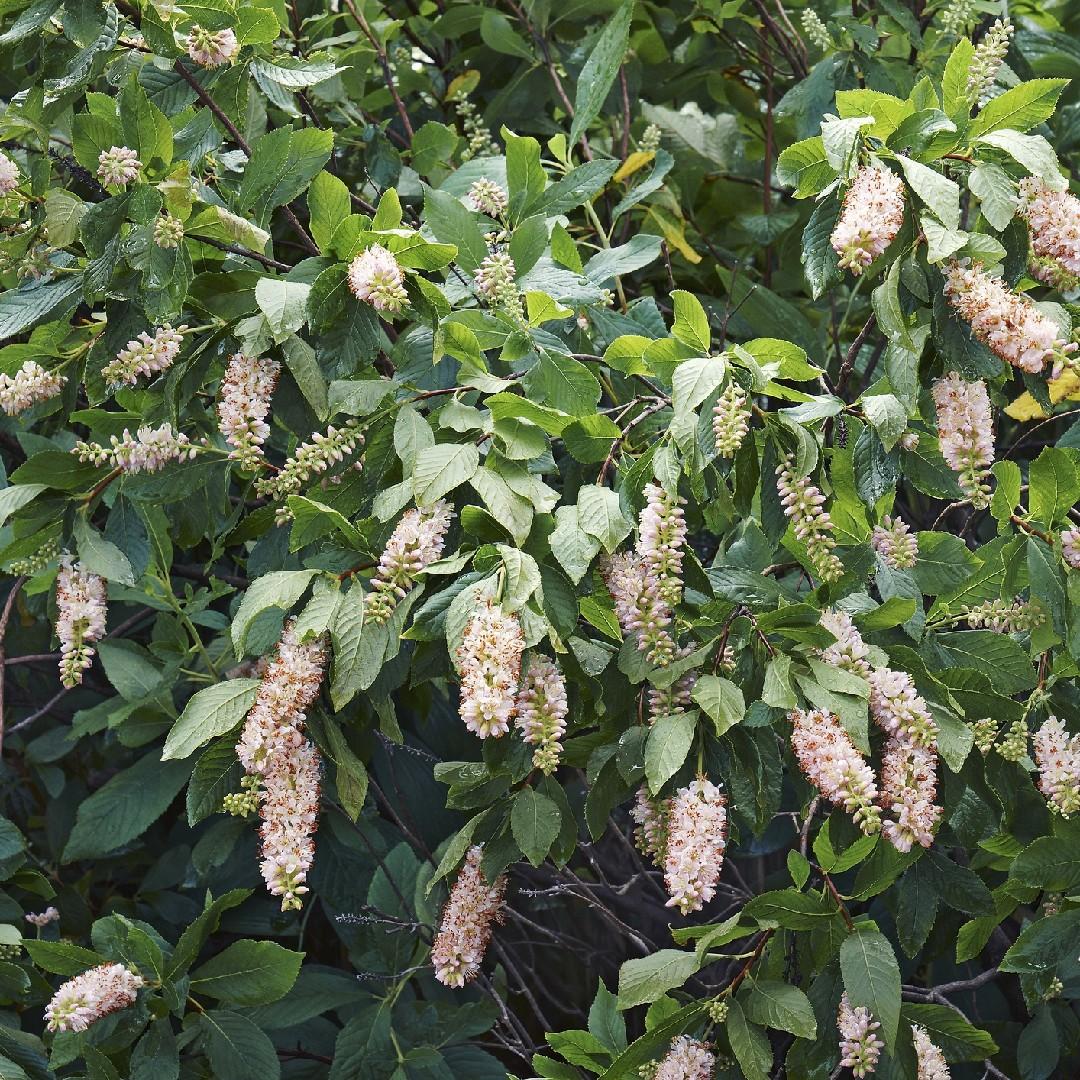 Clethra Alnifolia - View 14 from www redcrocus com