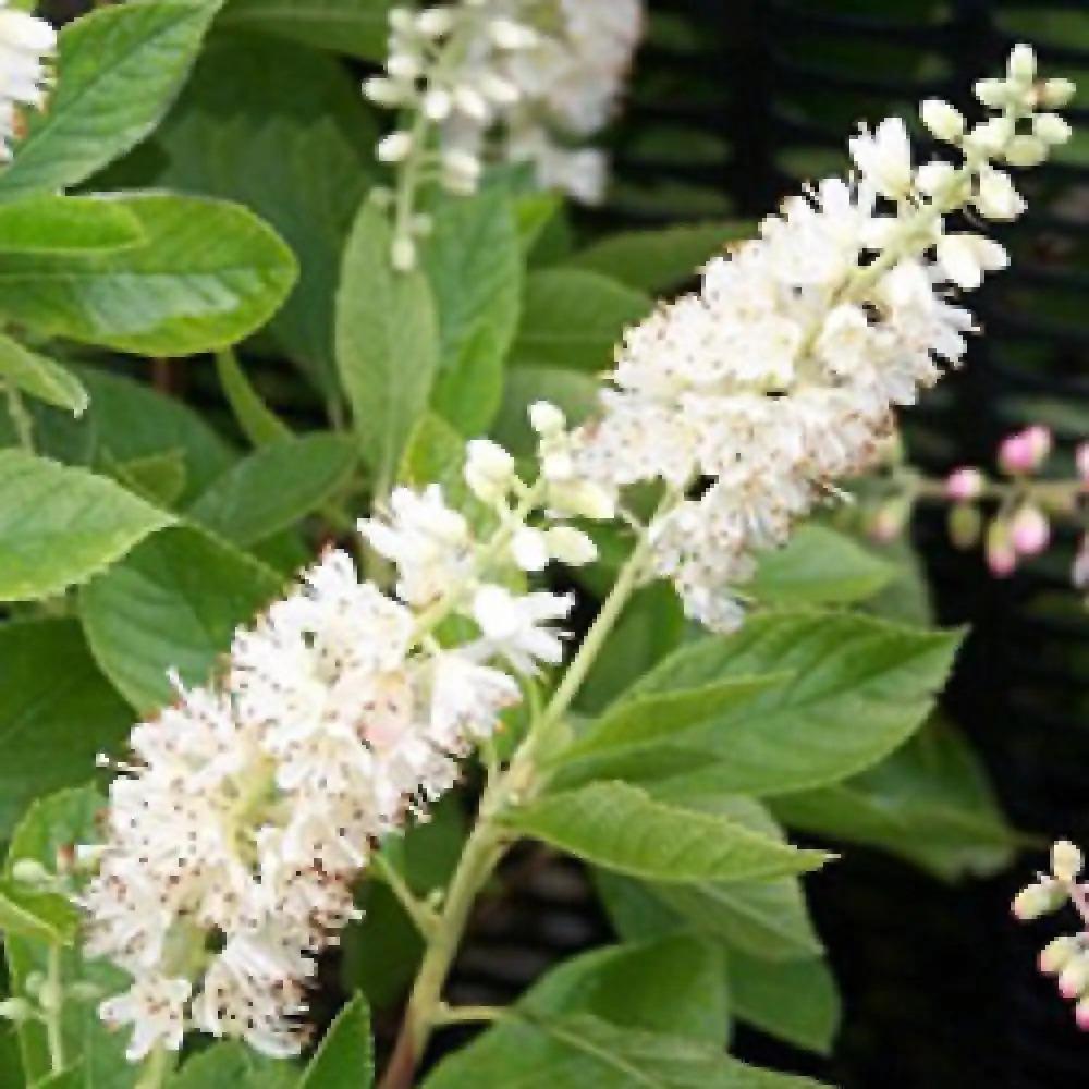 Clethra Alnifolia - View 16 from www redcrocus com