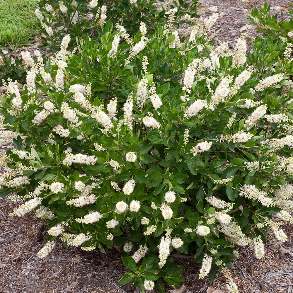 Clethra Alnifolia - View 3 from www redcrocus com