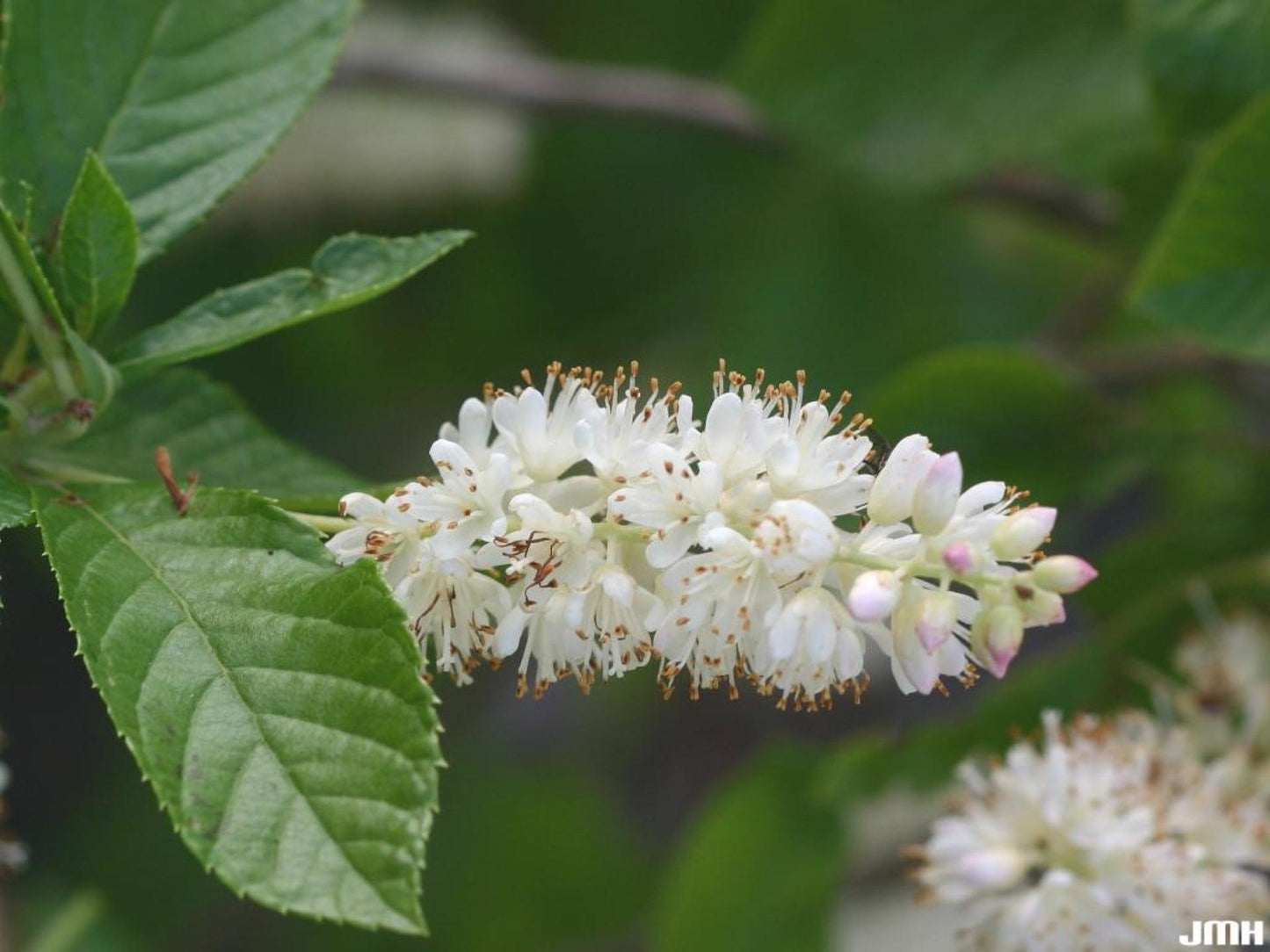 Clethra Alnifolia - View 6 from www redcrocus com