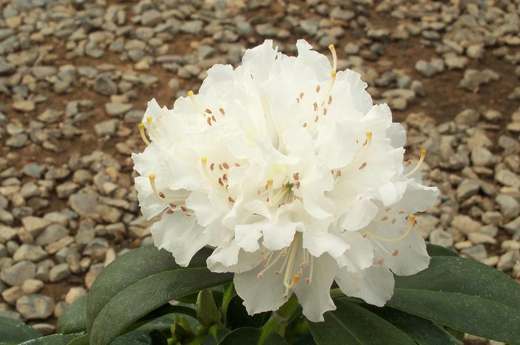 Rhododendron Boule De Neige - View 11 from www redcrocus com