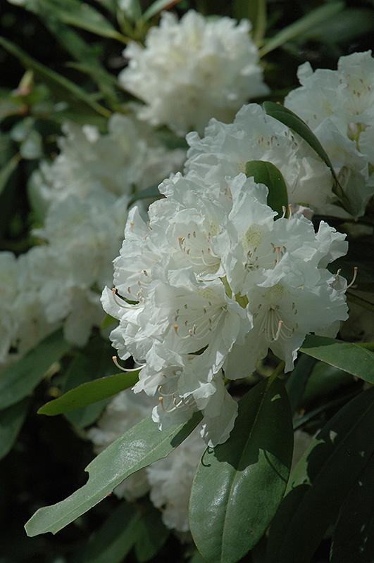 Rhododendron Boule De Neige - View 2 from www redcrocus com