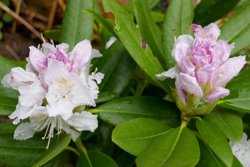 Rhododendron Boule De Neige - View 6 from www redcrocus com