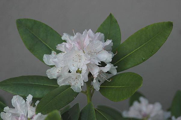 Rhododendron Boule De Neige - View 7 from www redcrocus com