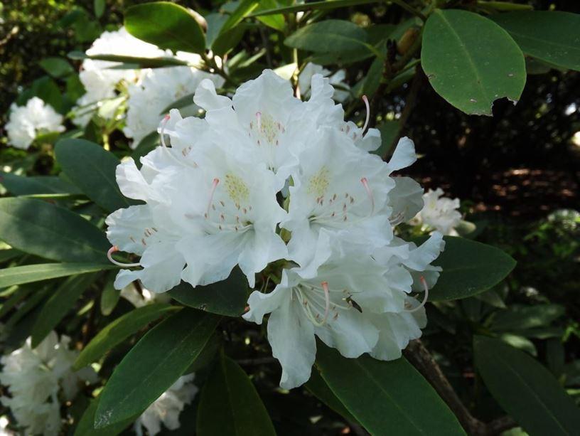 Rhododendron Boule De Neige - View 8 from www redcrocus com