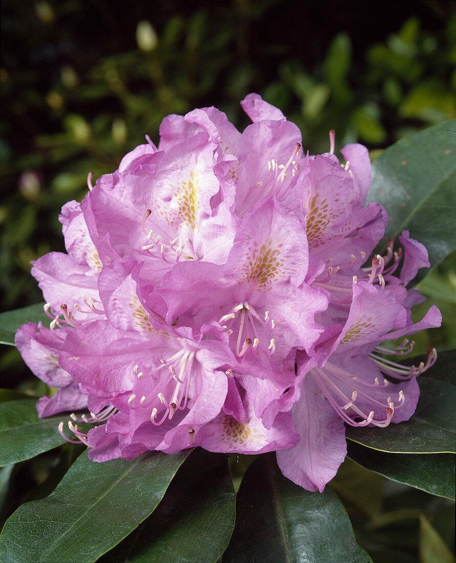 Rhododendron Minnetonka - View 10 from www redcrocus com