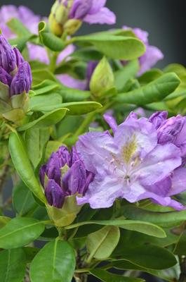 Rhododendron Minnetonka - View 12 from www redcrocus com