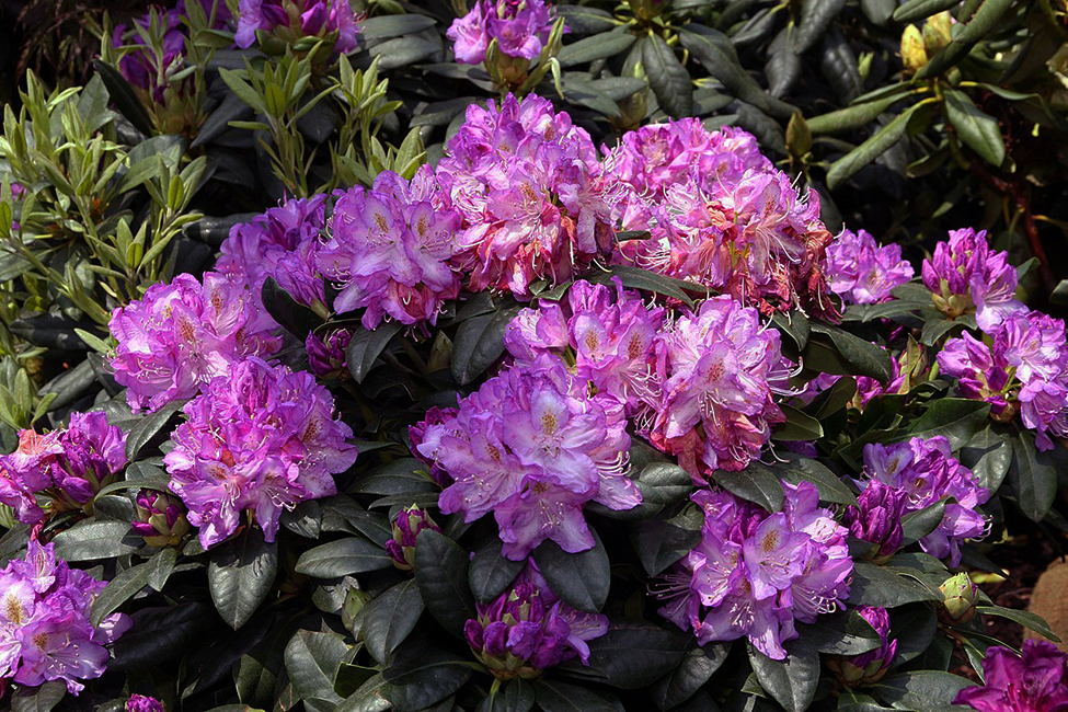 Rhododendron Minnetonka - View 2 from www redcrocus com