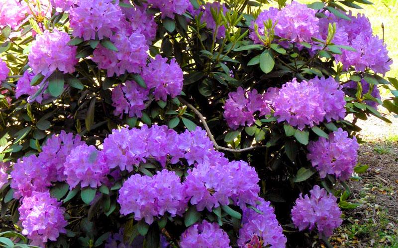 Rhododendron Minnetonka - View 2 from www redcrocus com