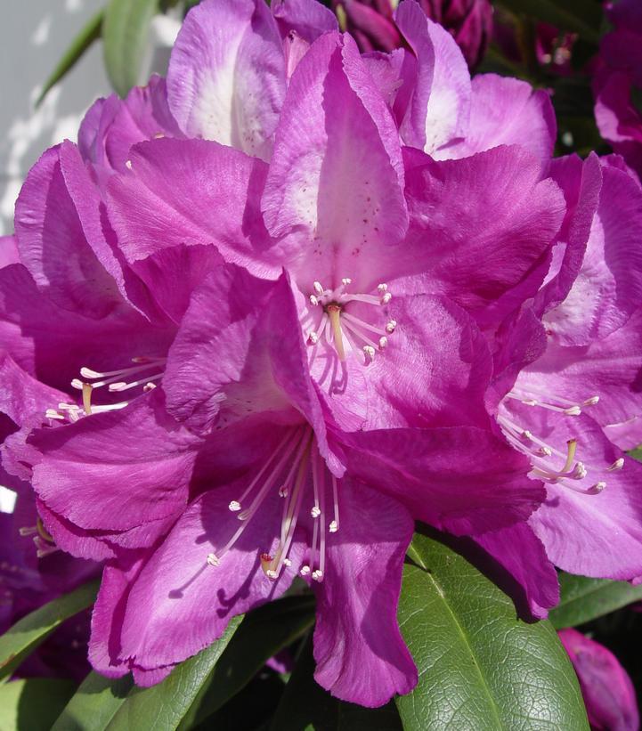 Rhododendron Minnetonka - View 3 from www redcrocus com