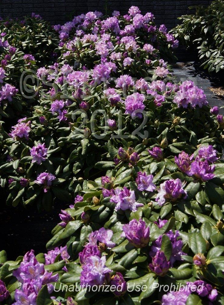 Rhododendron Minnetonka - View 5 from www redcrocus com