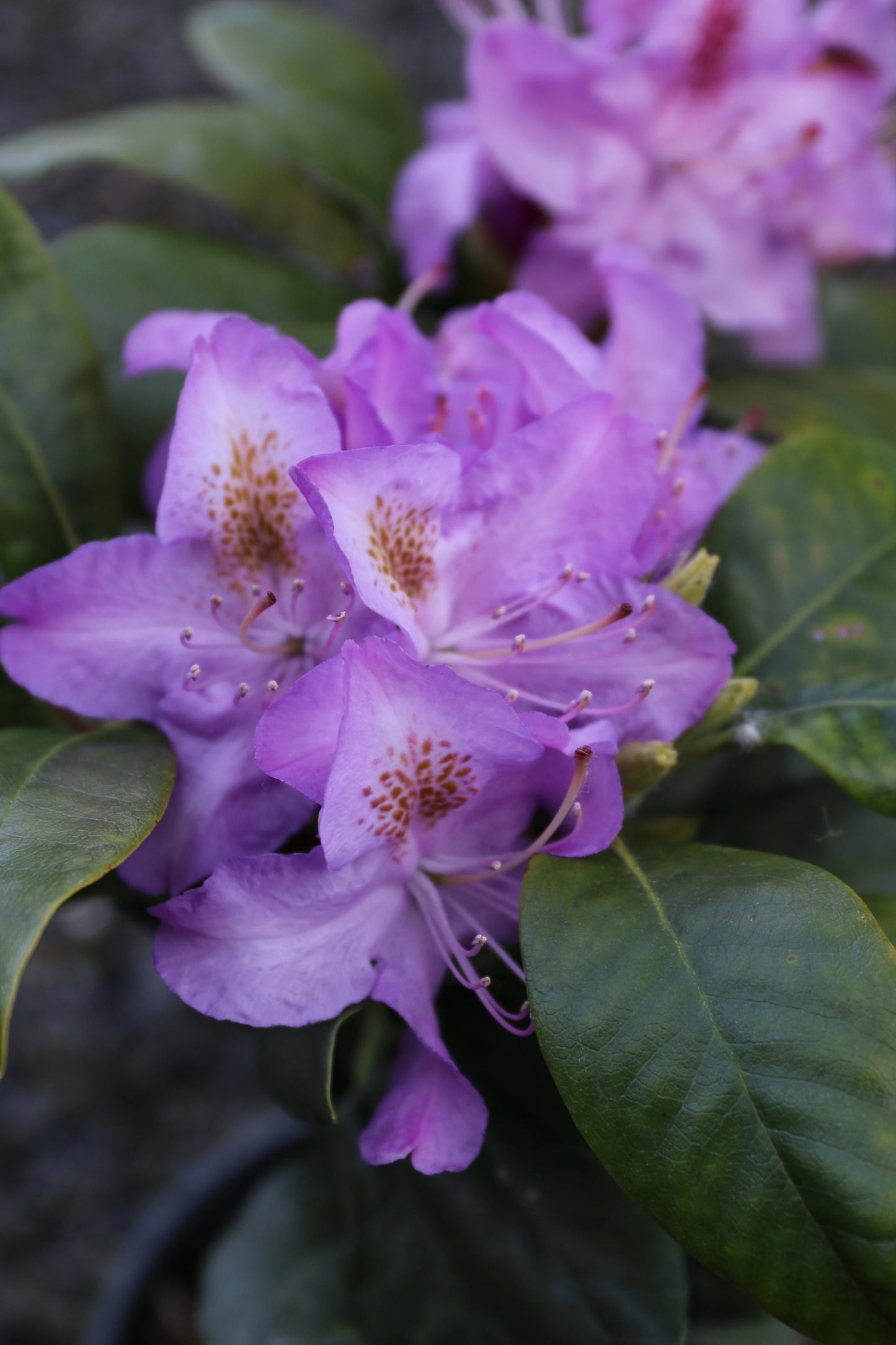 Rhododendron Minnetonka - View 7 from www redcrocus com