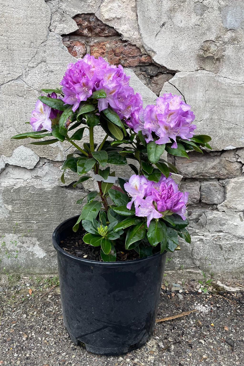 Rhododendron Minnetonka - View 8 from www redcrocus com