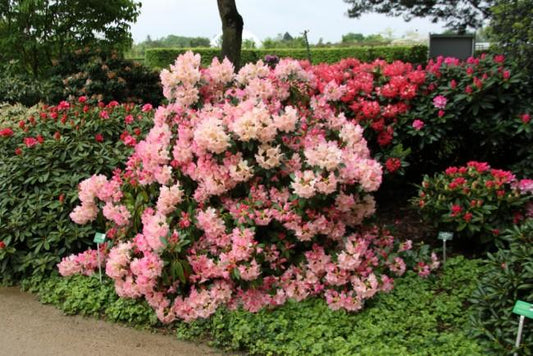 Rhododendron Percy Wiseman - View 11 from www redcrocus com