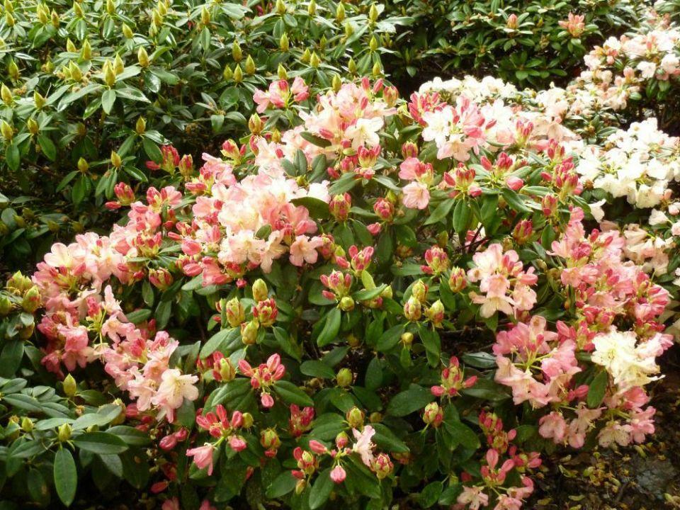 Rhododendron Percy Wiseman - View 9 from www redcrocus com