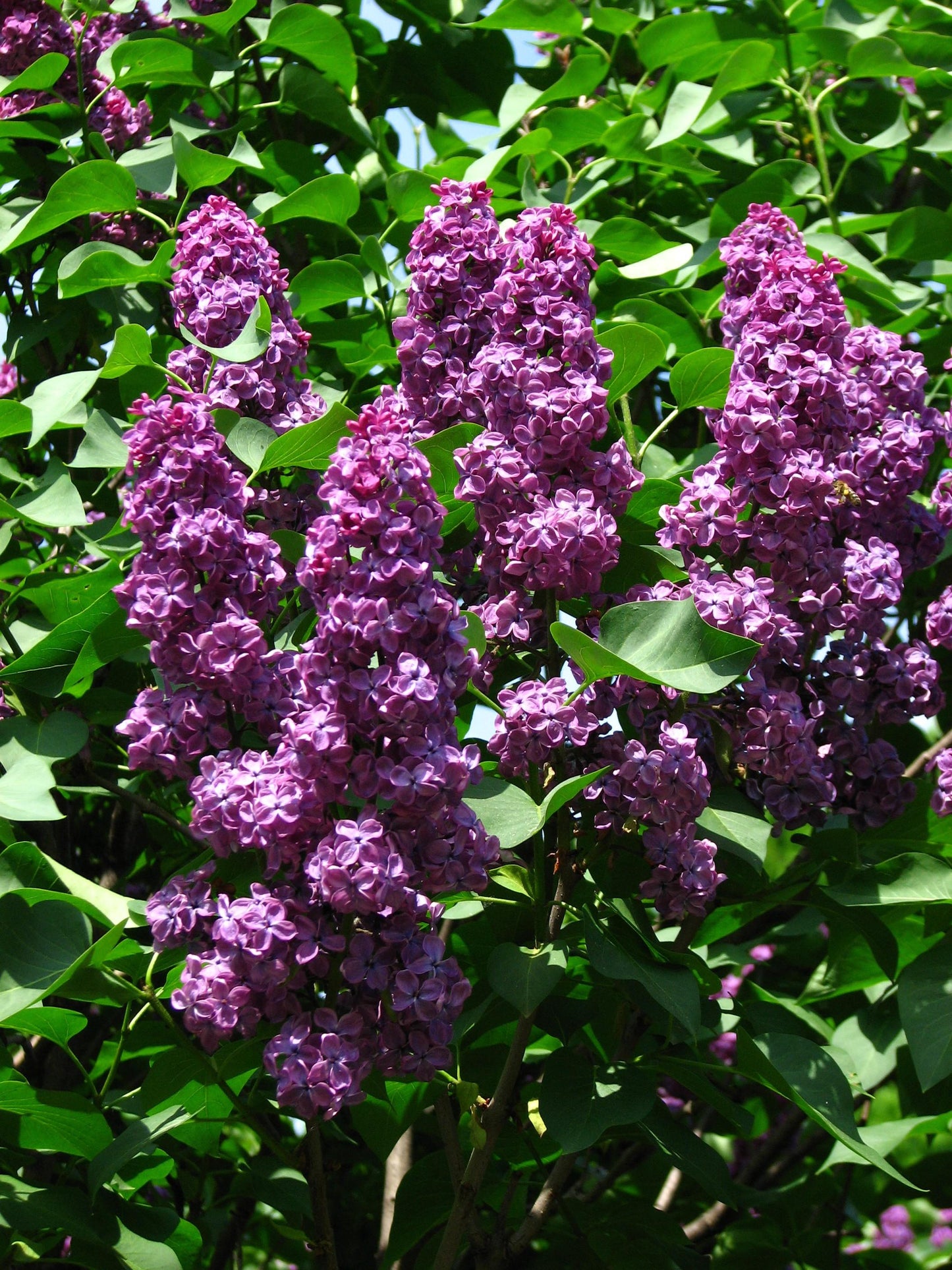 Syringa Vulgaris Ludwig Spaeth - View 10 from www redcrocus com