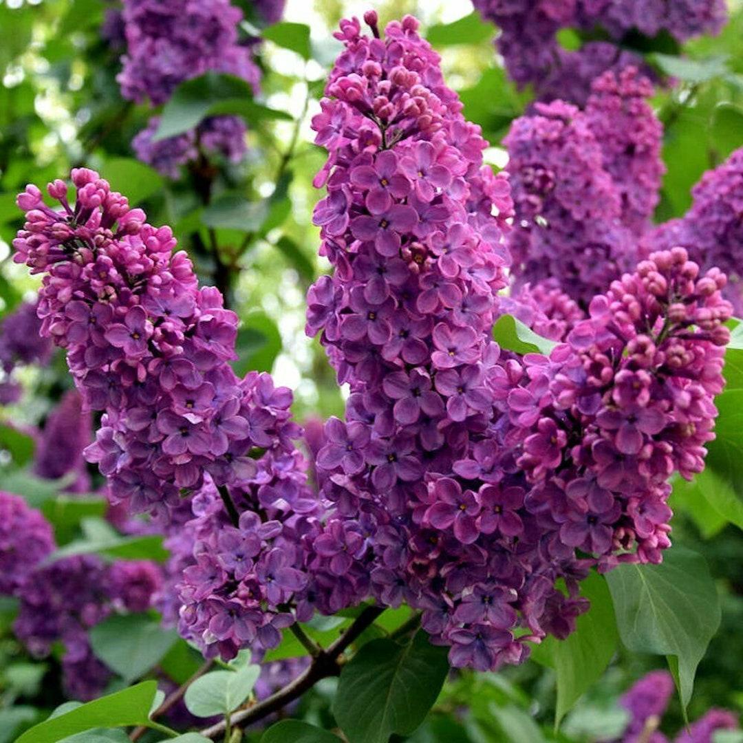Syringa Vulgaris Ludwig Spaeth - View 11 from www redcrocus com