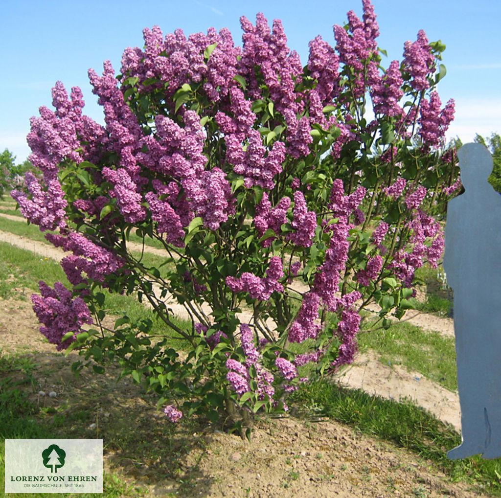 Syringa Vulgaris Ludwig Spaeth - View 14 from www redcrocus com
