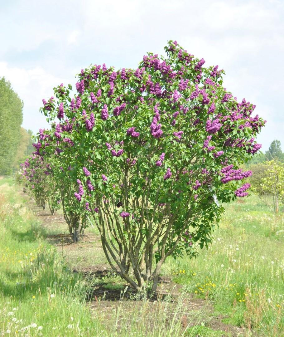 Syringa Vulgaris Ludwig Spaeth - View 15 from www redcrocus com