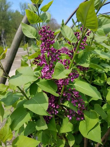 Syringa Vulgaris Ludwig Spaeth - View 18 from www redcrocus com