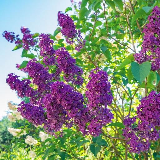 Syringa Vulgaris Ludwig Spaeth - View 19 from www redcrocus com