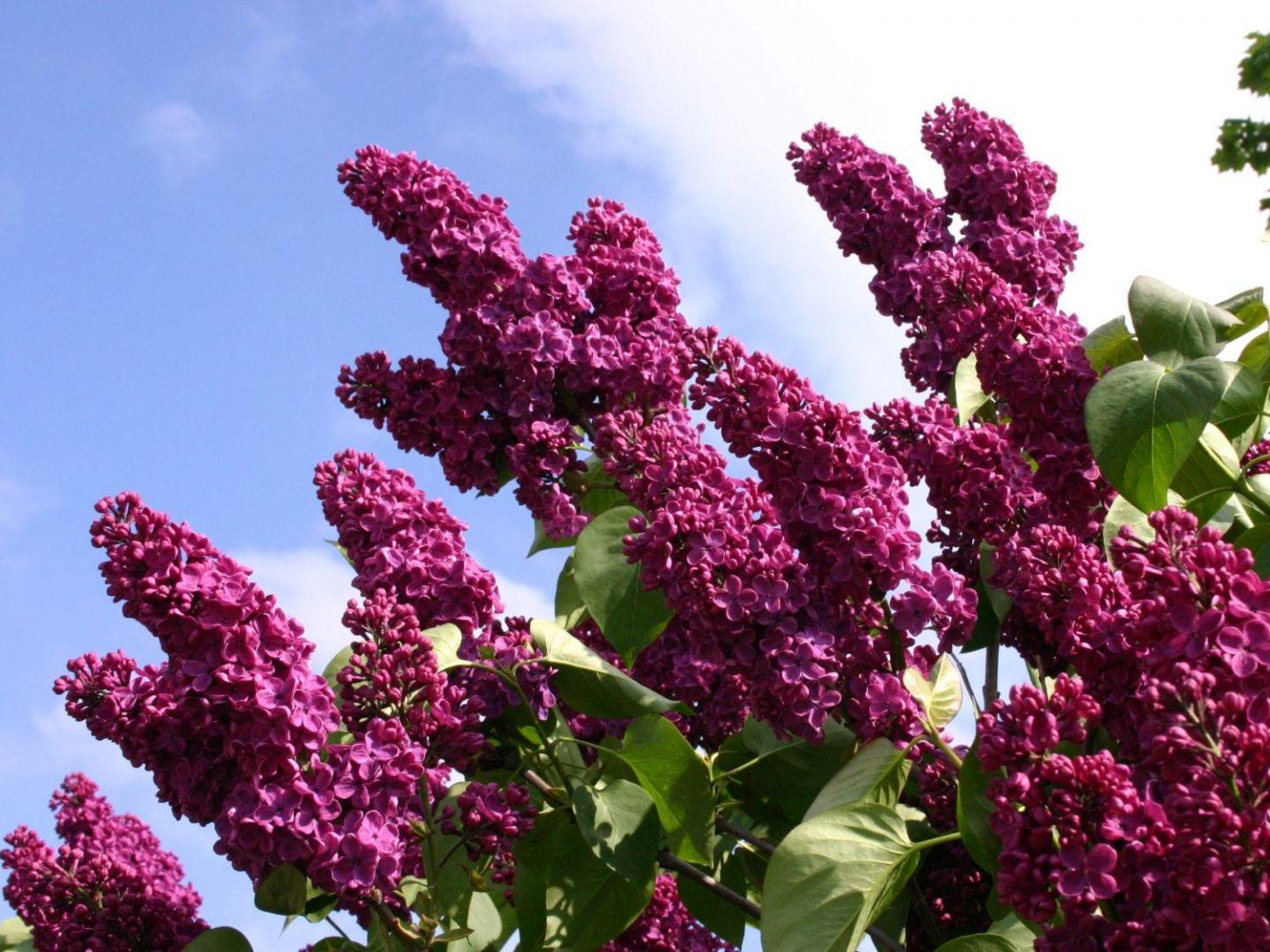 Syringa Vulgaris Ludwig Spaeth - View 20 from www redcrocus com