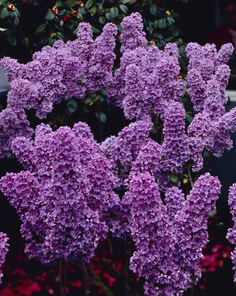 Syringa Vulgaris Ludwig Spaeth - View 2 from www redcrocus com