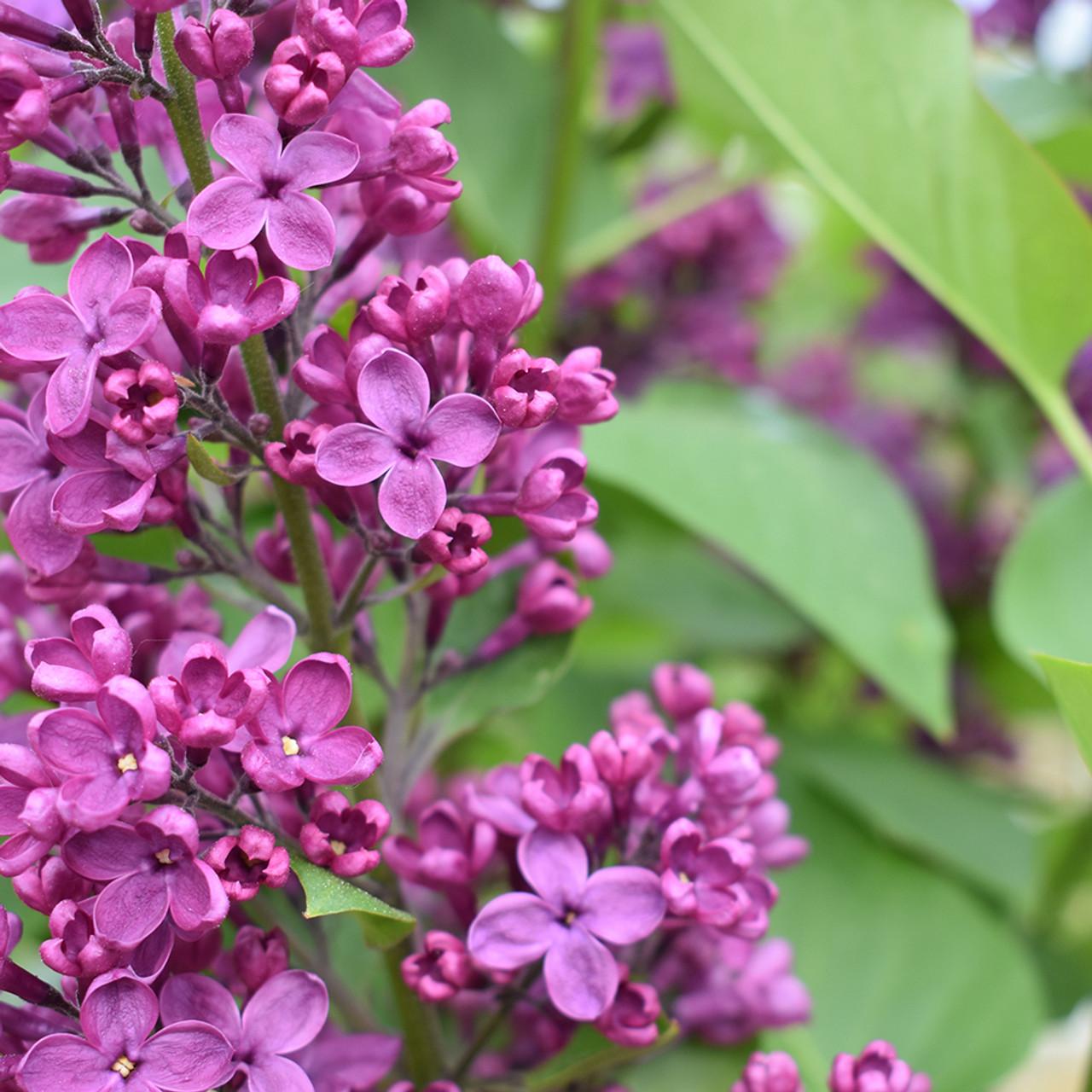 Syringa Vulgaris Ludwig Spaeth - View 5 from www redcrocus com