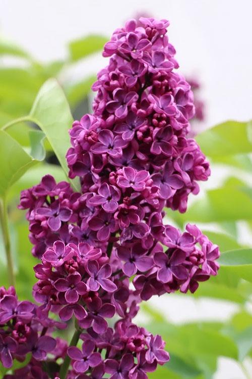 Syringa Vulgaris Ludwig Spaeth - View 9 from www redcrocus com