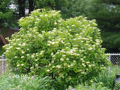 Viburnum Nudum 'winterthur' - View 10 from www redcrocus com