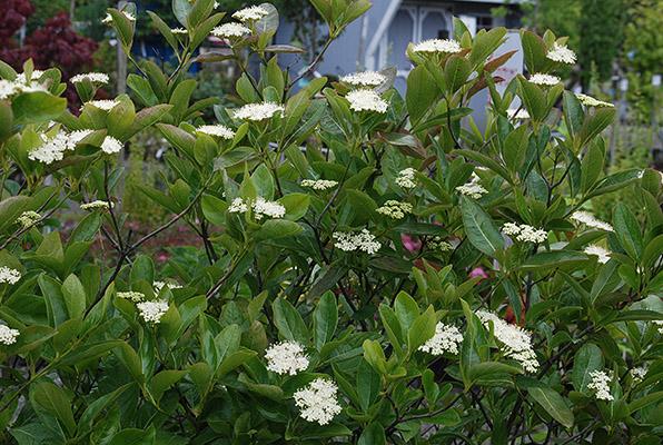 Viburnum Nudum 'winterthur' - View 13 from www redcrocus com