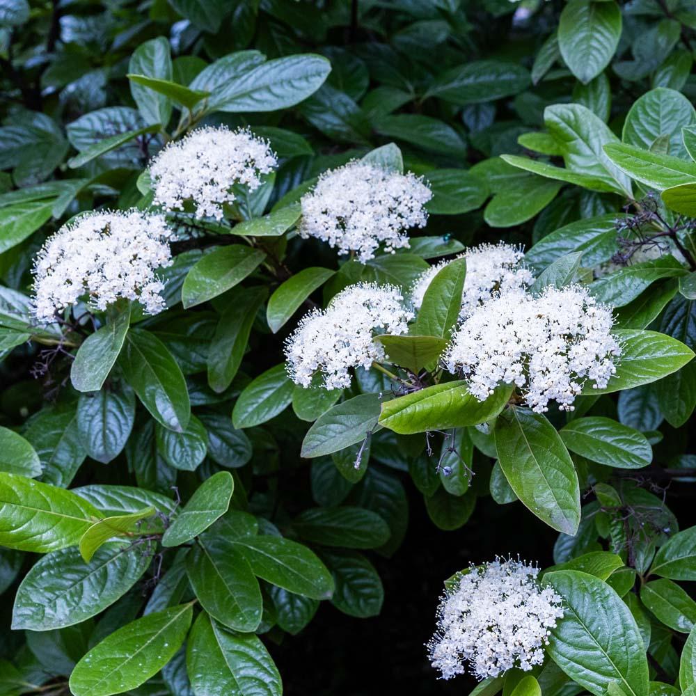 Viburnum Nudum 'winterthur' - View 14 from www redcrocus com